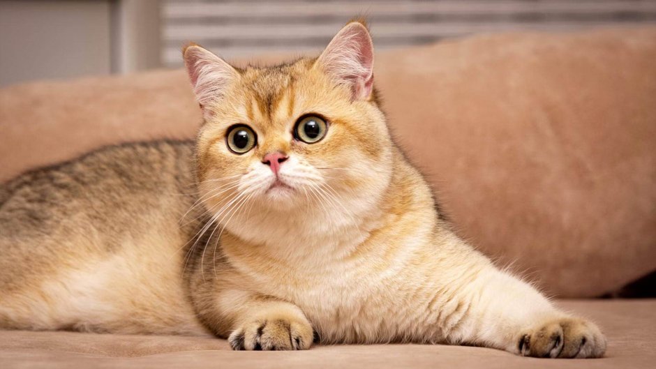 Британская короткошёрстная кошка рыжая