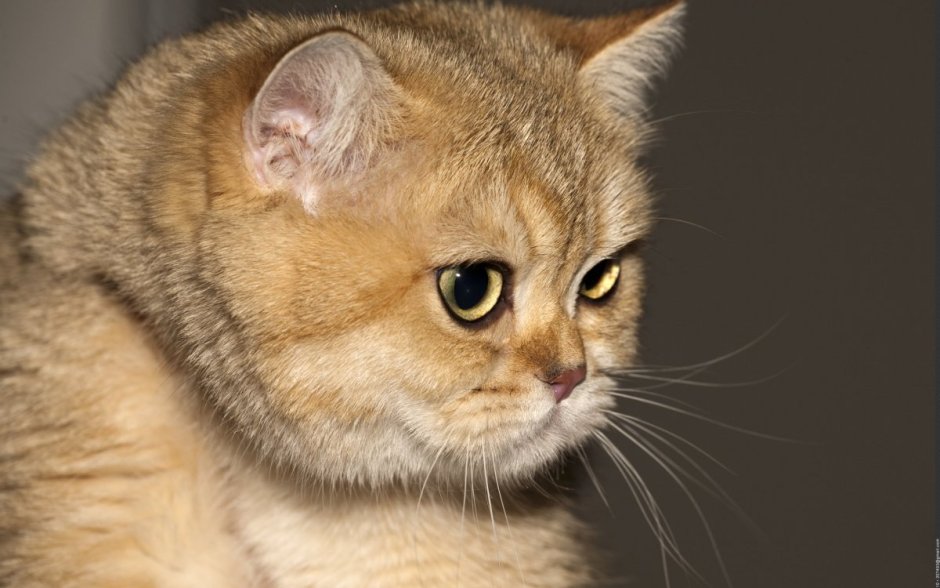 Британская короткошёрстная шиншилла