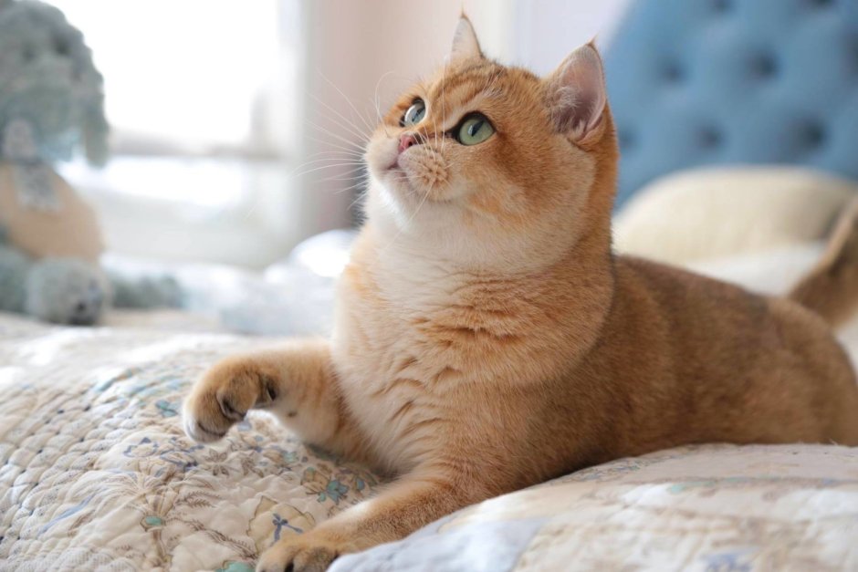 Шотландская короткошерстная Золотая шиншилла