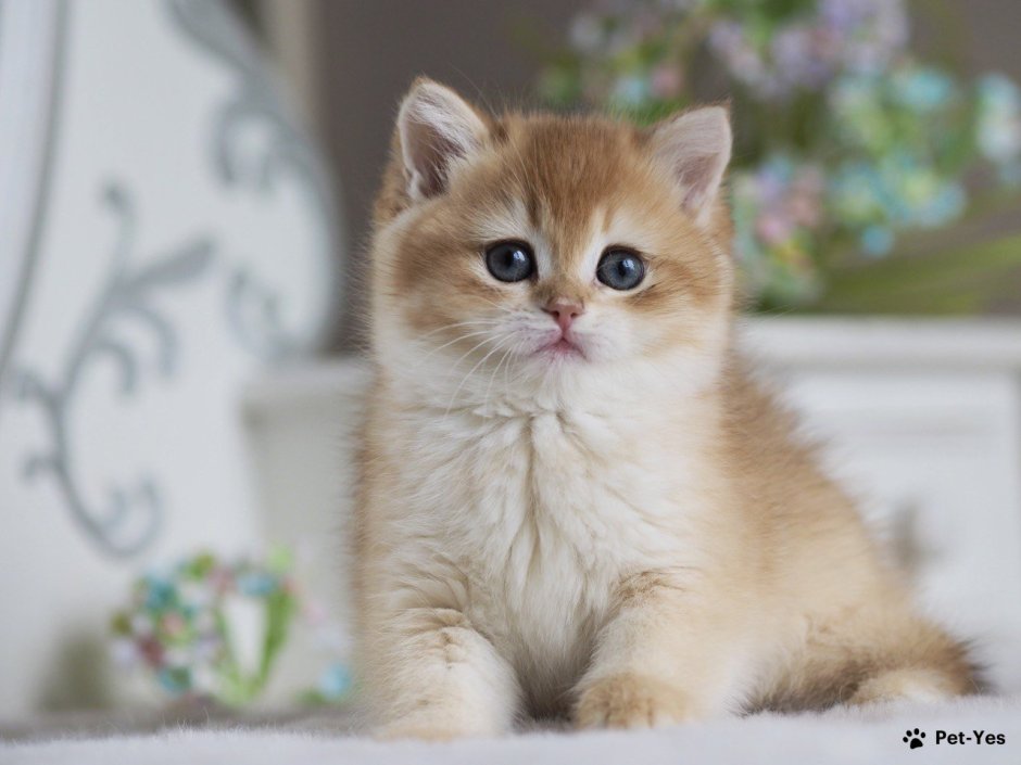 Кот Золотая шиншилла белый