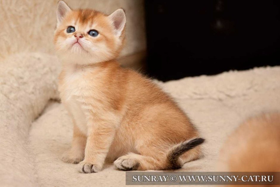 Коты британские шиншиллы