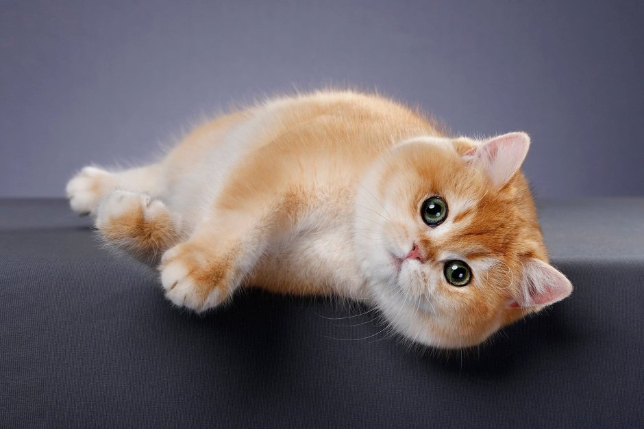 Коты британские шиншиллы