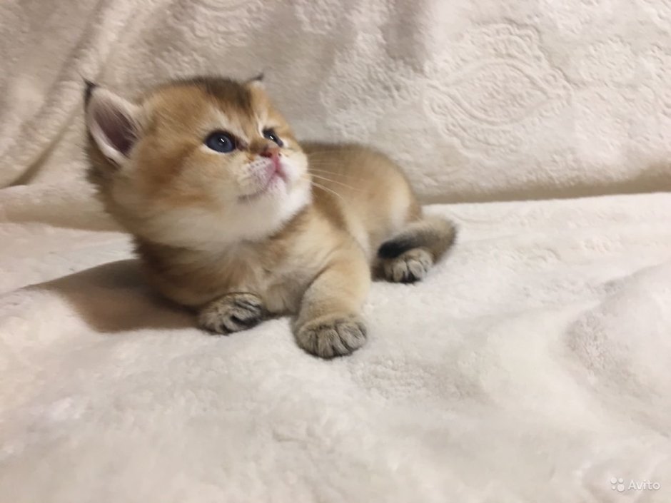 Красивый кот на Светлом фоне