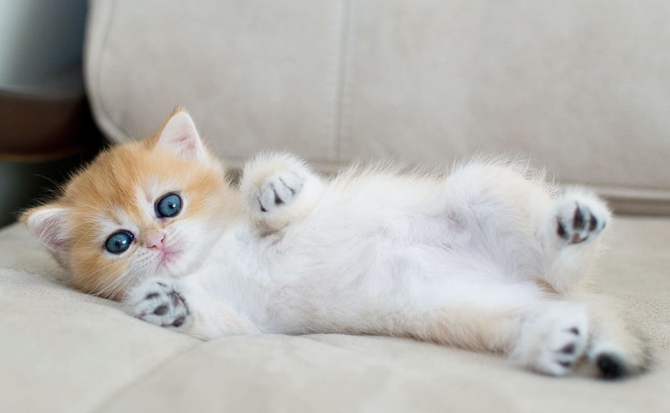 Маленький котенок