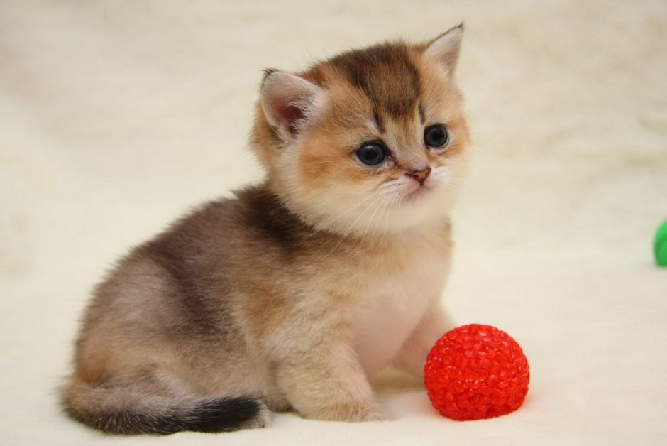 Британская короткошёрстная Золотая шиншилла