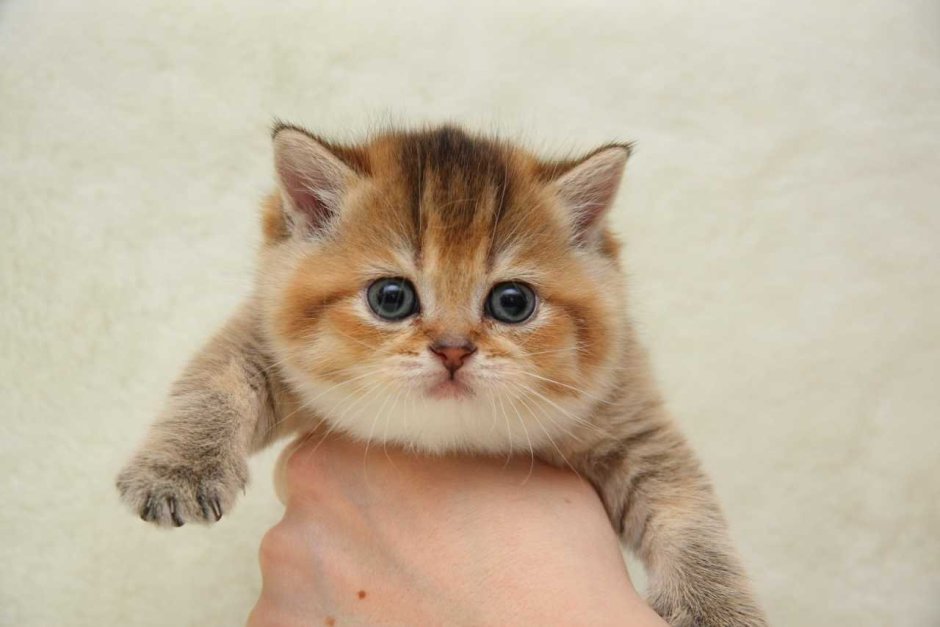 Шотландская короткошерстная Золотая шиншилла