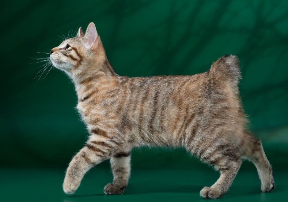 Бобтейл Курильский кот короткошерстный