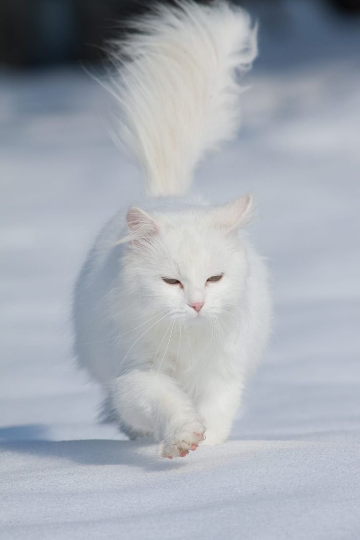 Сибирская ангорская кошка