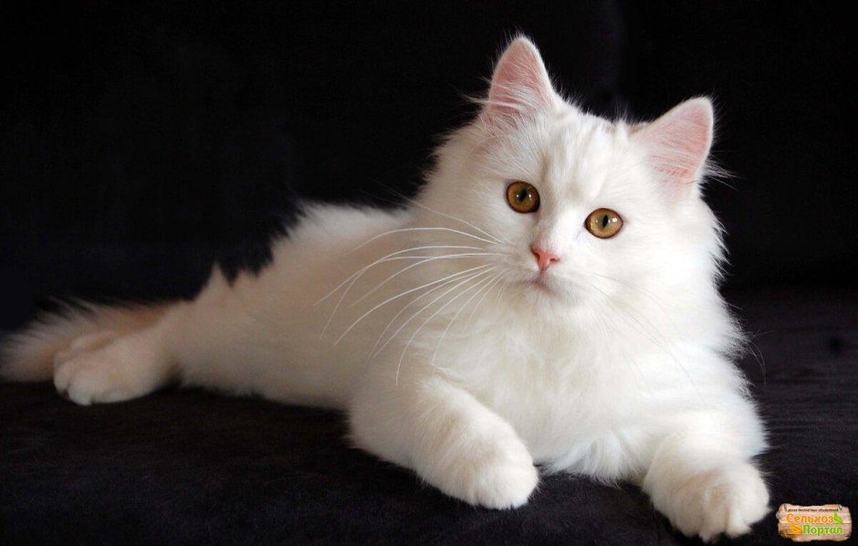 Сибирская ангора кошка белый кот