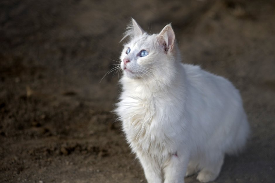 Ангорская кошка длинношерстная
