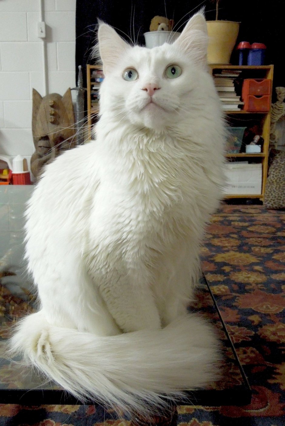 Белая ангорская кошка