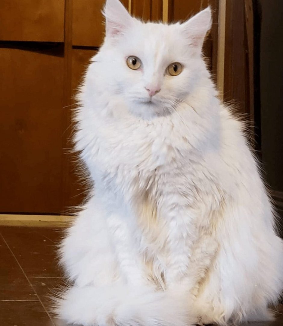 Кот американский керл белый