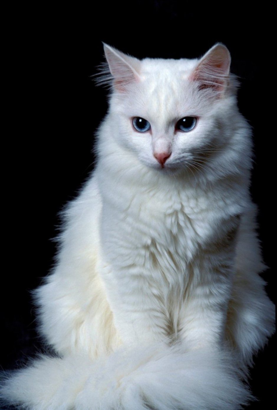 Турецкая ангора кошка