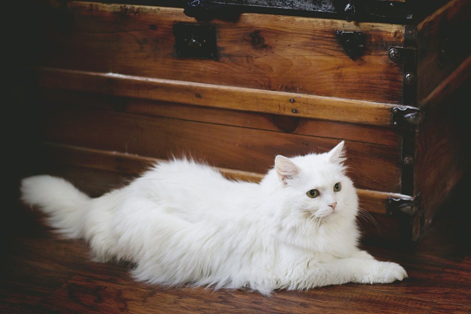 Персидская ангора кошка