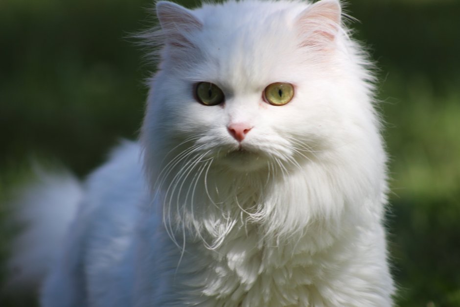 Ангорская кошка альбинос