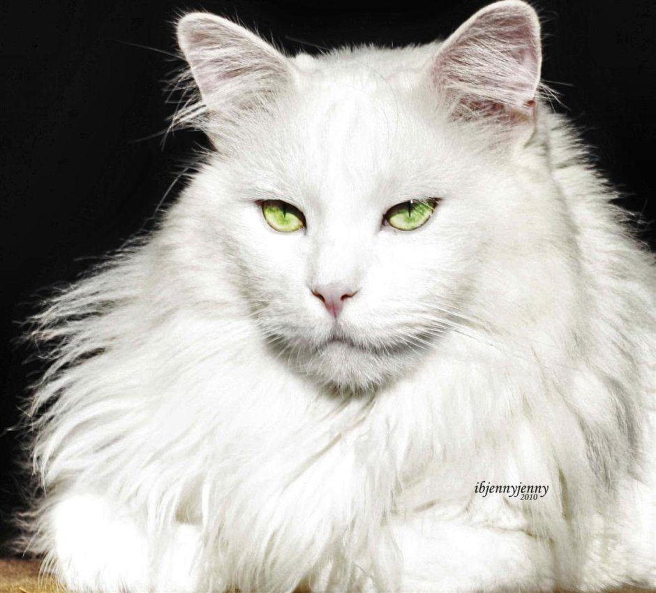Сибирский кот белый