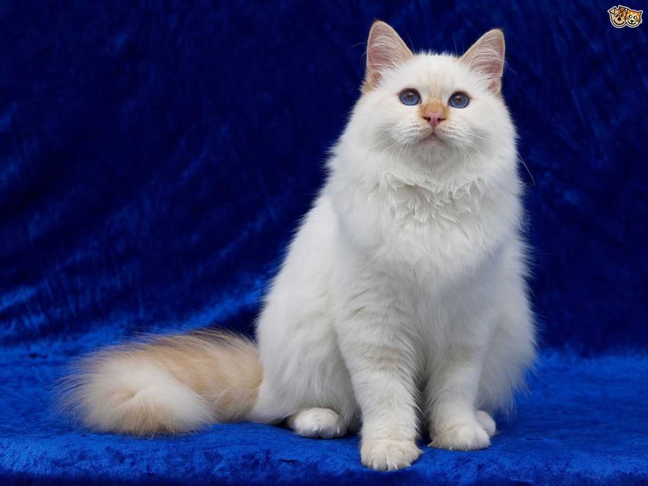 Турецкая ангора кот