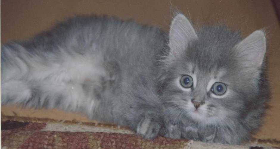 Котенок пепельный Сибирский
