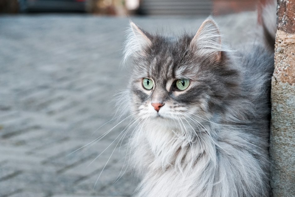 Сибирская кошка дымчатая