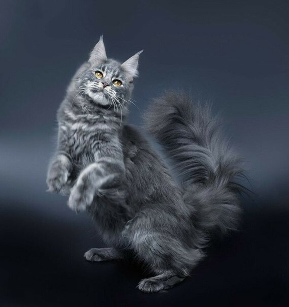 Кошка Мейн кун