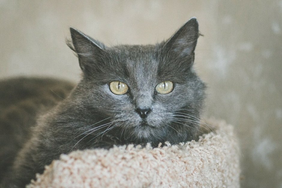 Сибирская голубая кошка
