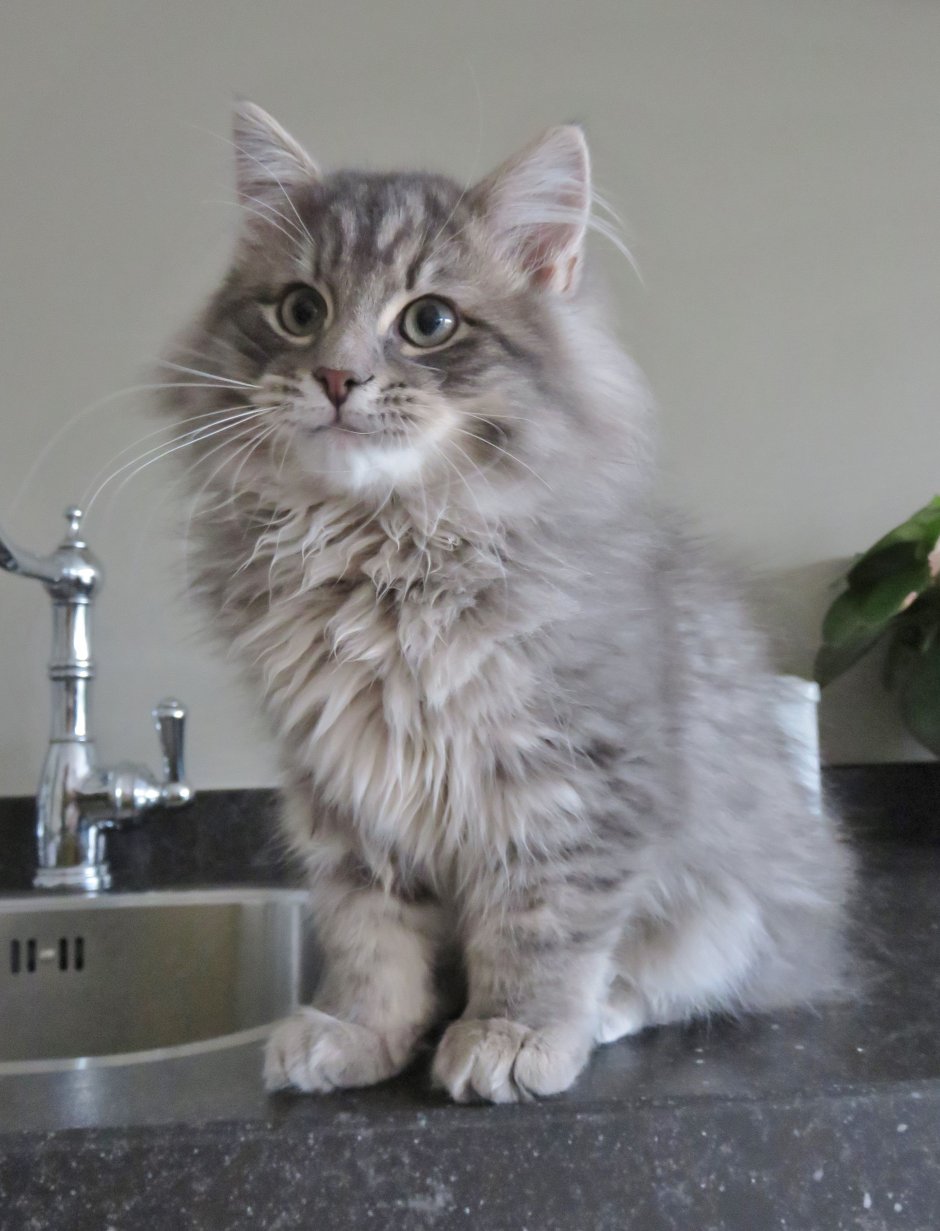 Сибирская кошка