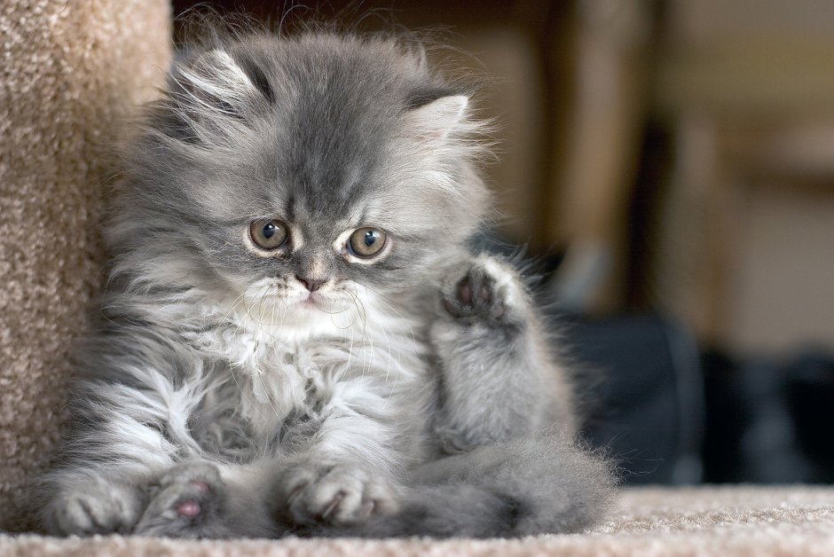 Сибирская кошка котята