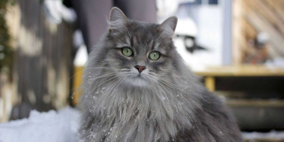 Сибирская кошка серая