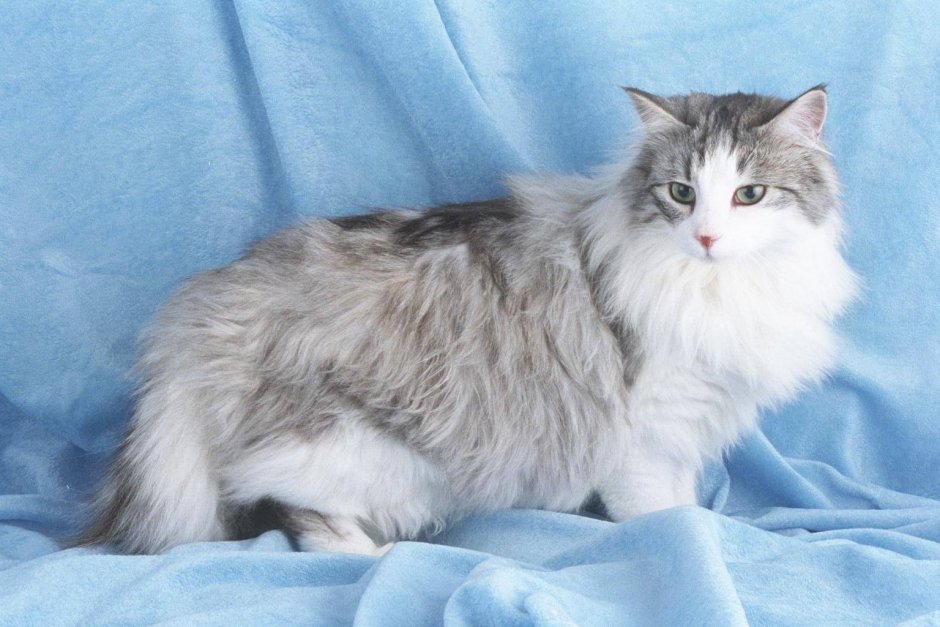 Сибирская мраморная кошка