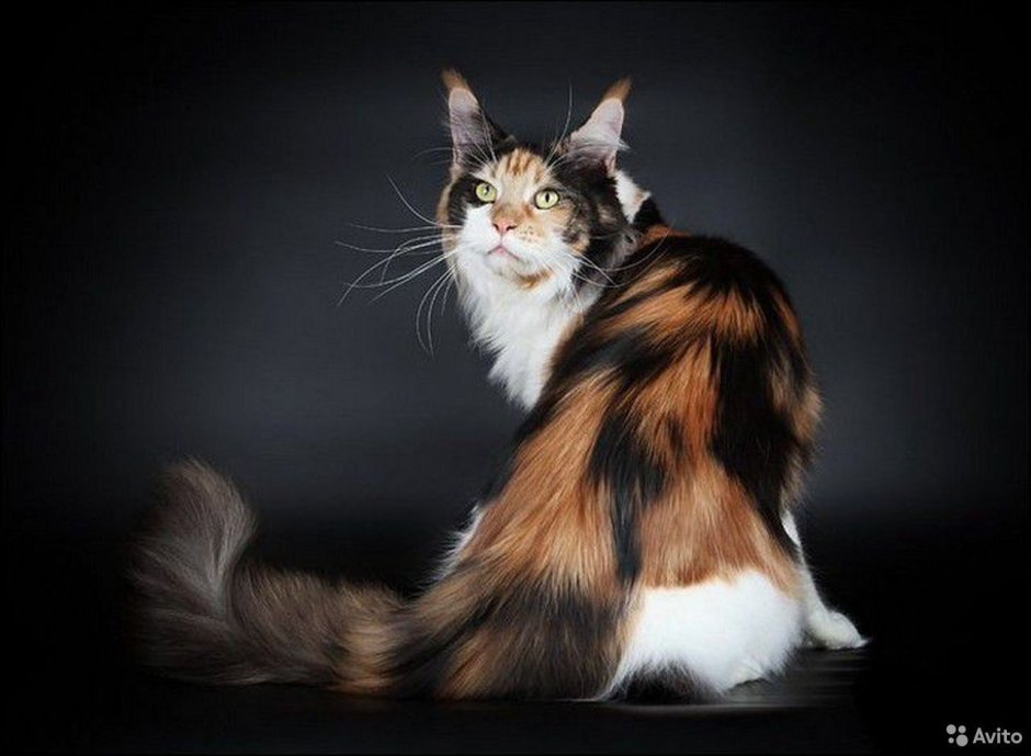 Трёхцветная кошка Мейн кун