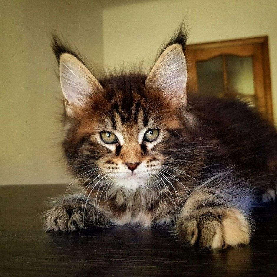 Кошка Мейн кун с котятами
