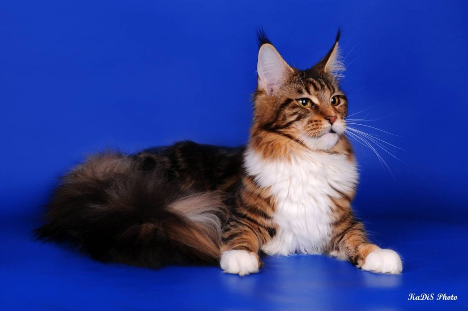 Котята Мейн кун