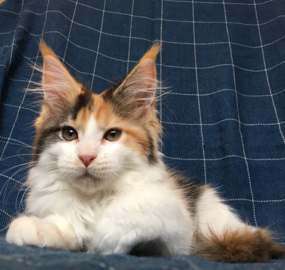 Мейн куны котята