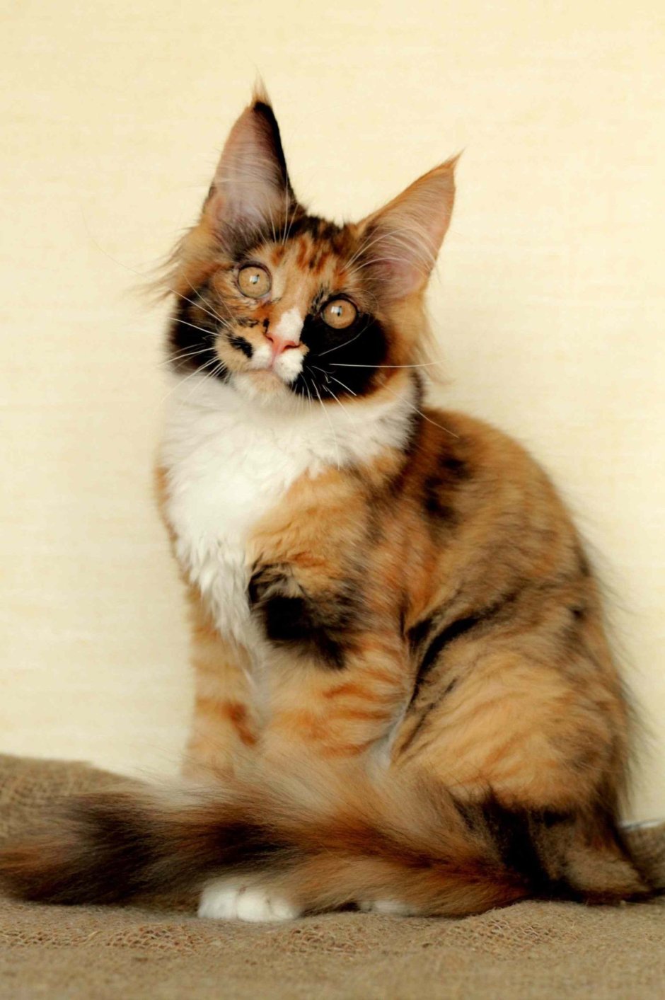 Котята помесь с Мейн куном