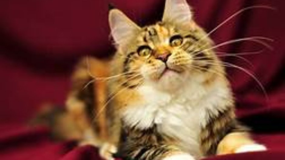 Трехцветный котенок