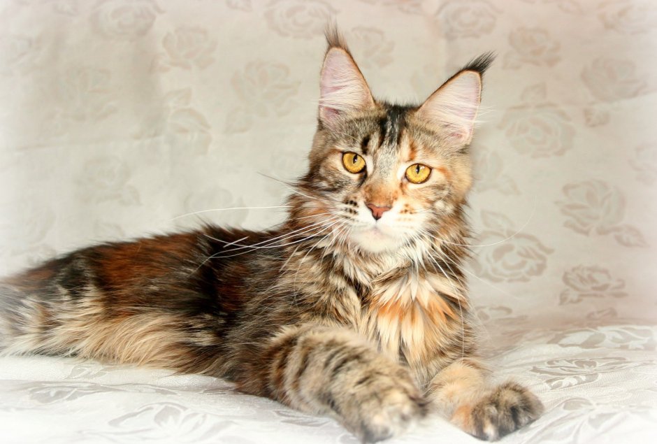 Кошка Мейн кун