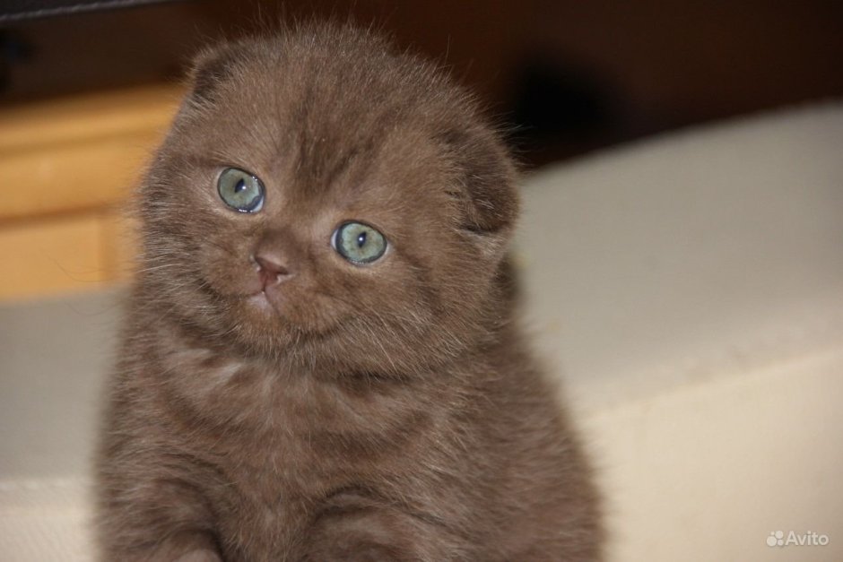Шотландский вислоухий кот Горький шоколад