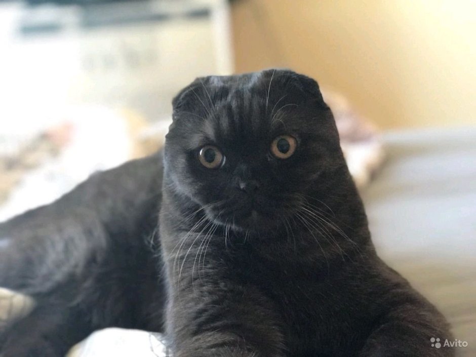 Скотишфолд шоколадный вислоухий