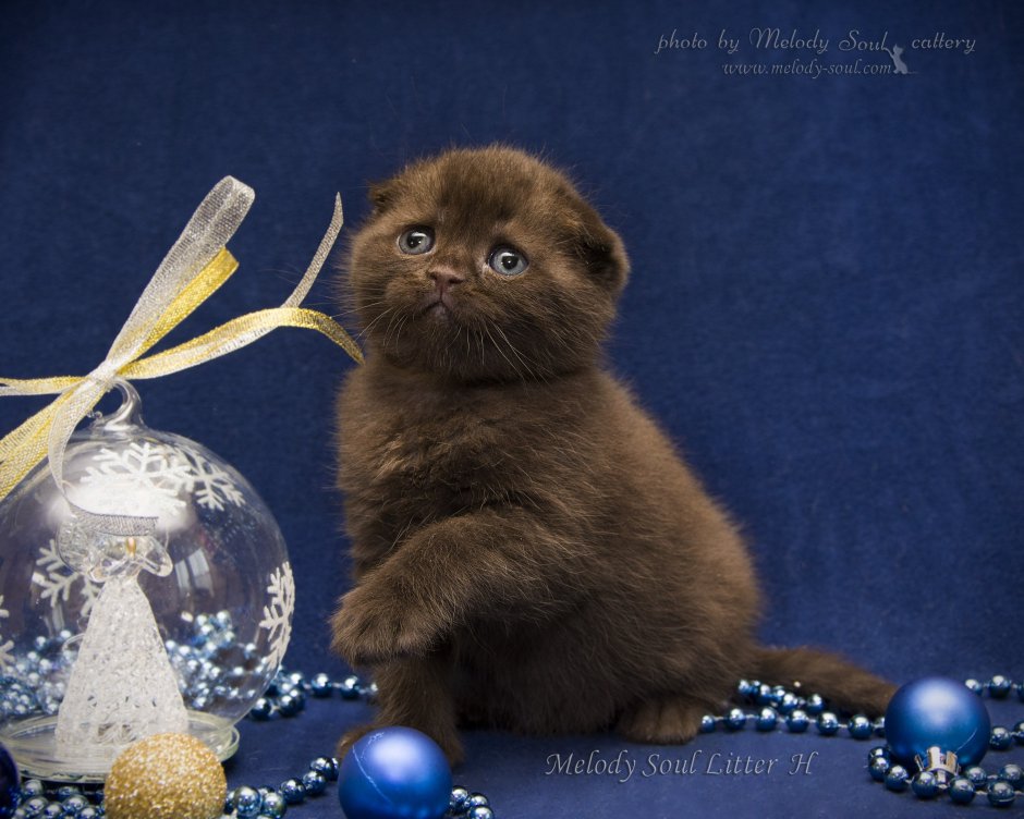 Коричневые Шотландские вислоухие котята