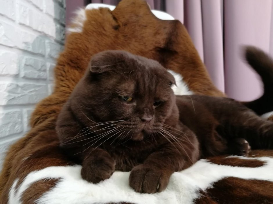 Шоколадный котик