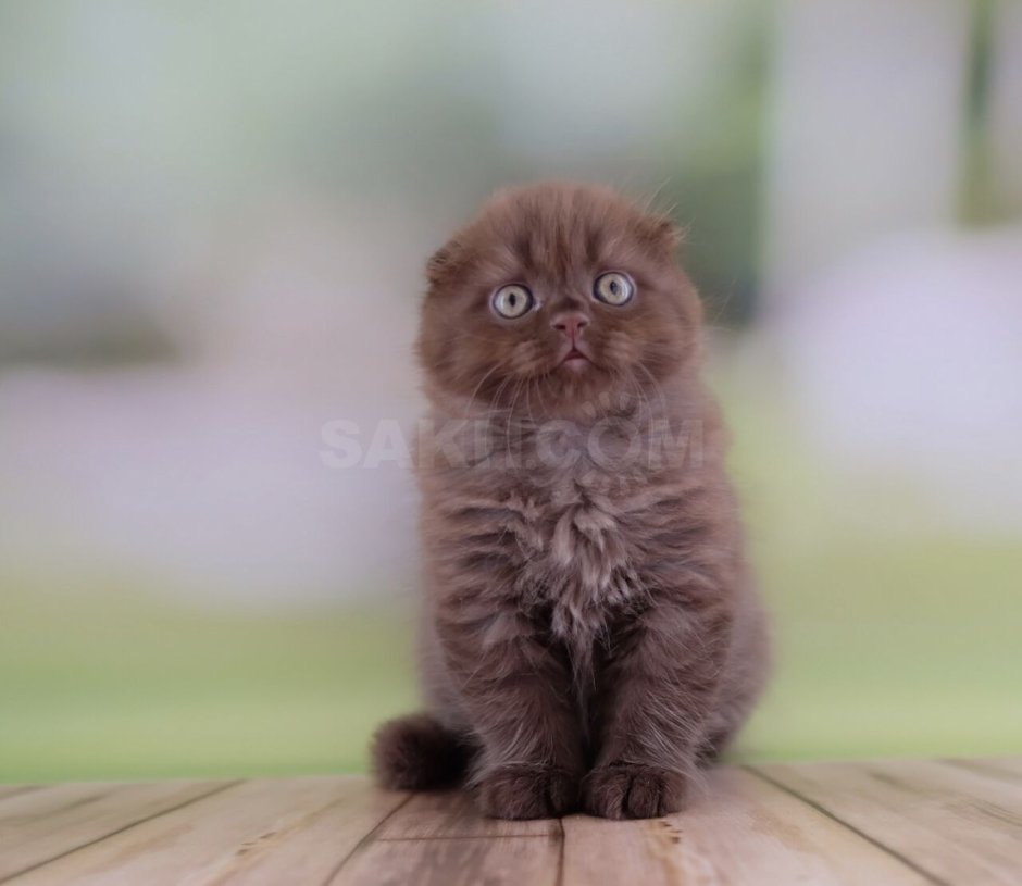 Скоттиш фолд шоколадный