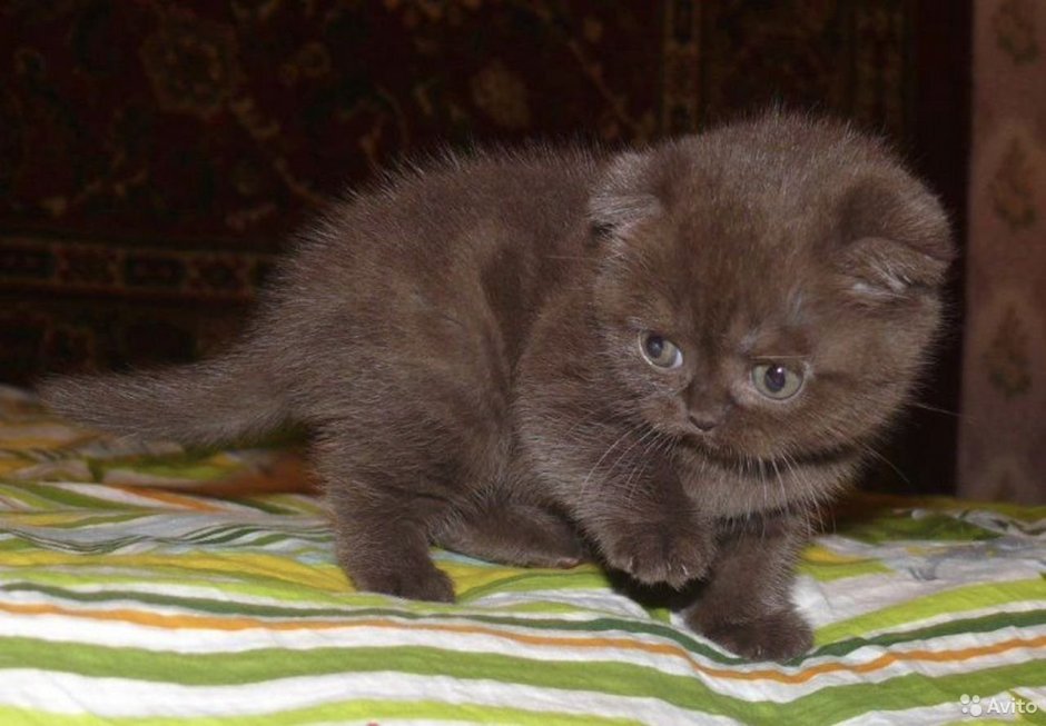 Китайская вислоухая кошка шоколадного окраса фото