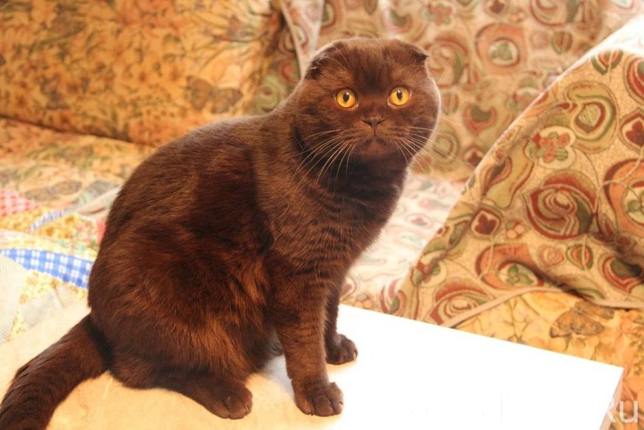Шотландский кот Горький шоколад