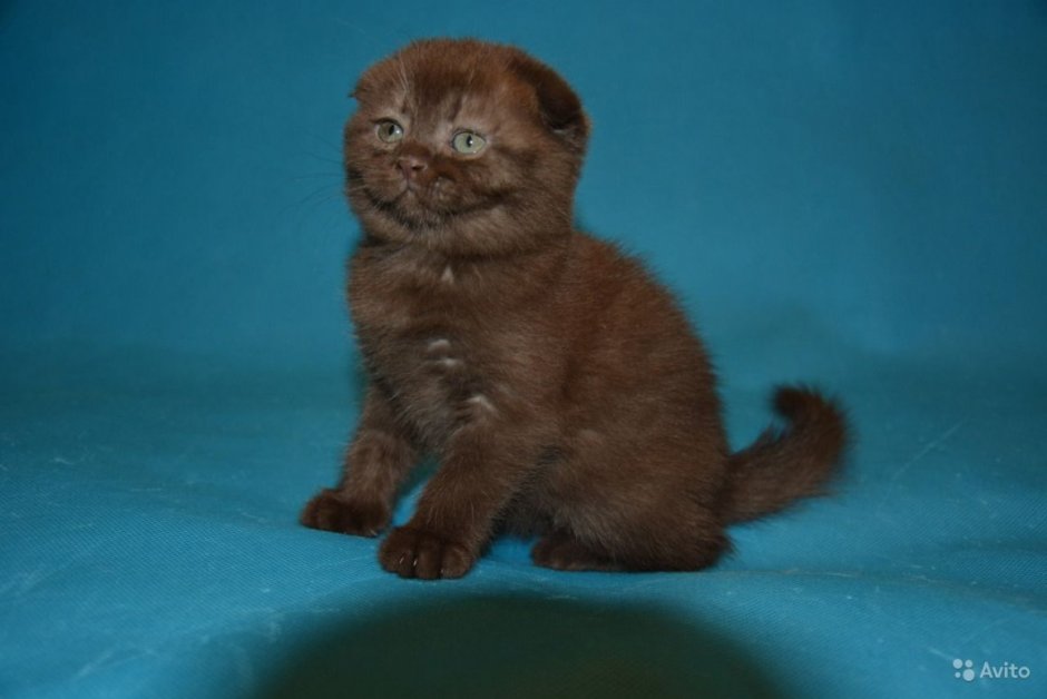 Шотландская вислоухая кошка коричневая
