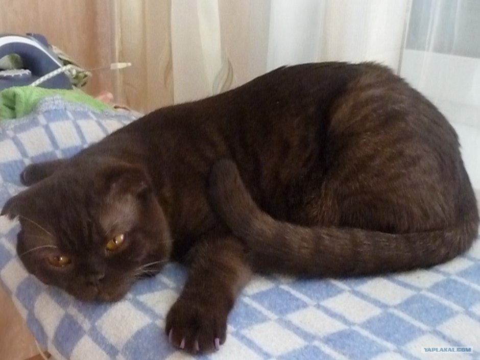 Котята короткошерстные Шотландские котята вислоухие