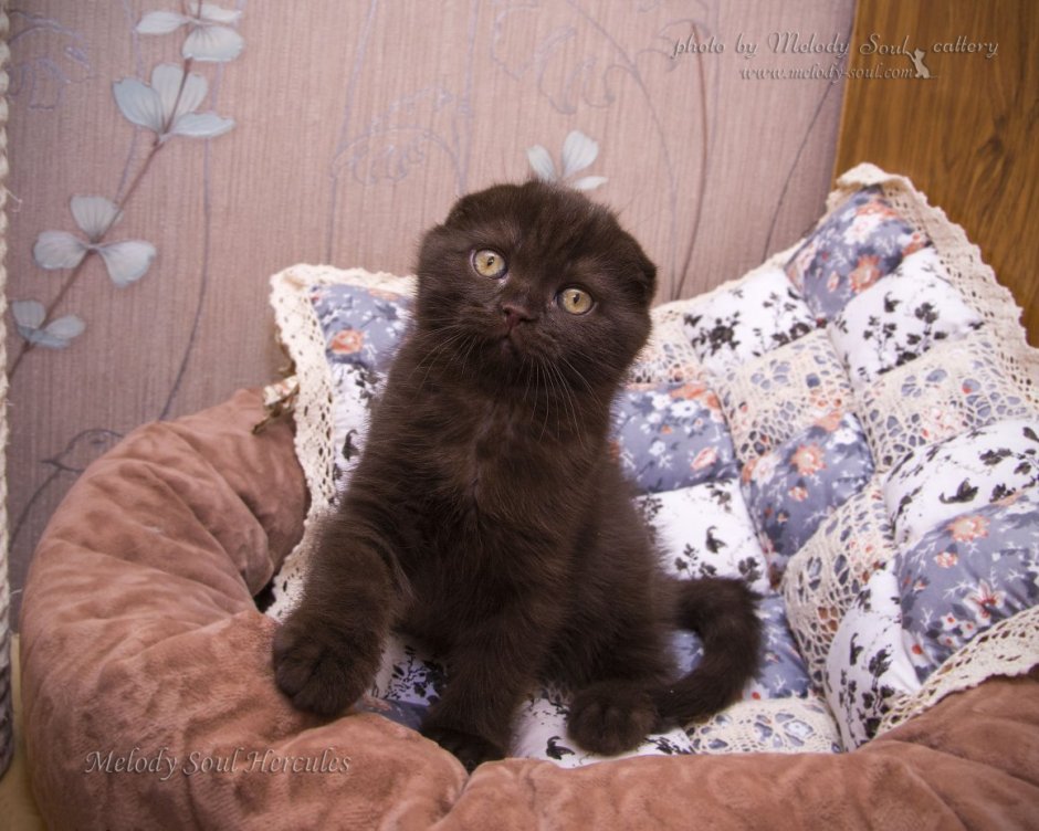 Скоттиш-фолд Шотландская черный дым