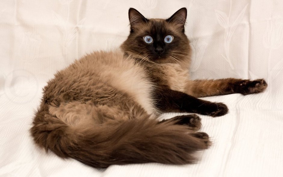 Обои на рабочий стол бирманская кошка