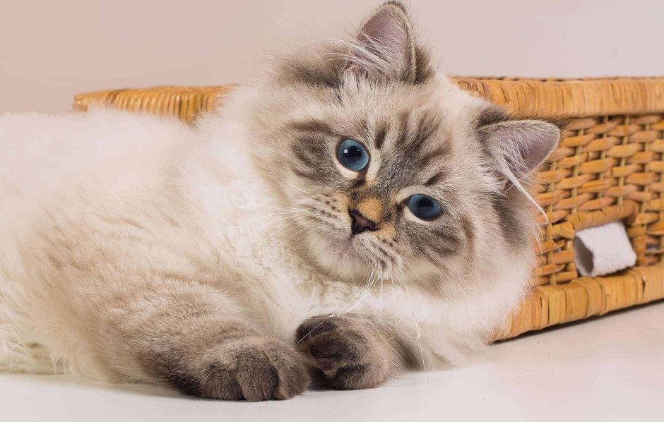 Невская маскарадная кошка