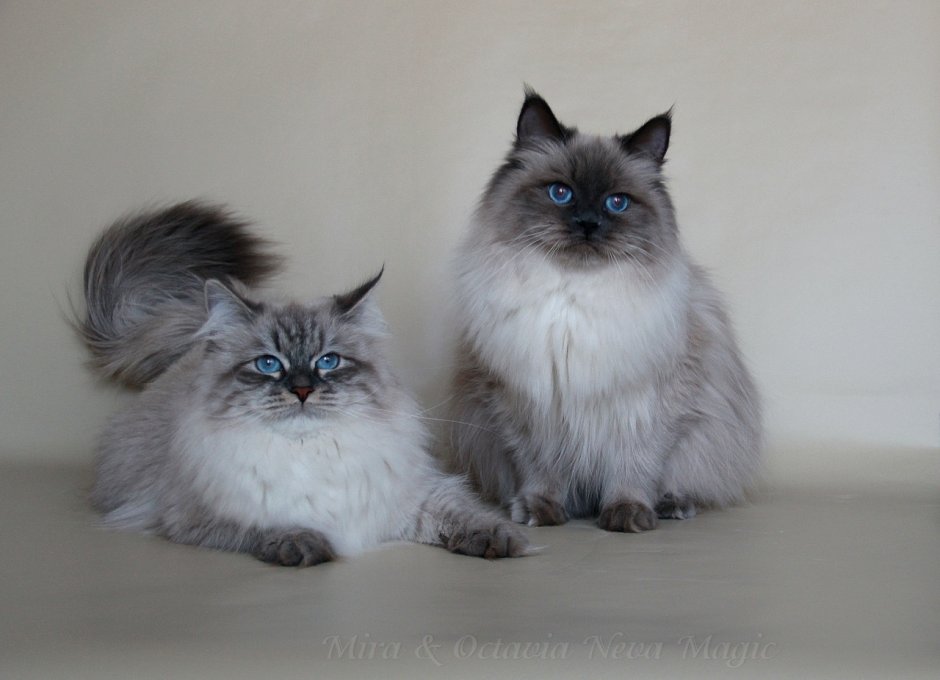 Невская маскарадная кошка, Новогодняя