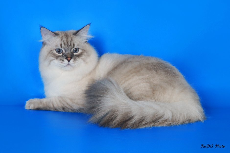 Невская маскарадная кошка коричневая